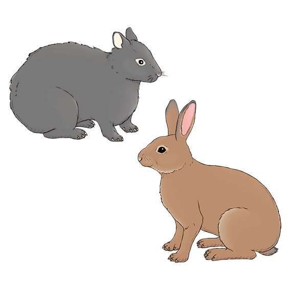 光村図書出版株式会社 小学校国語教科書　固有種が教えてくれることイラスト