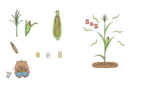 ほんとうはびっくりな植物図鑑イラスト ページ抜粋