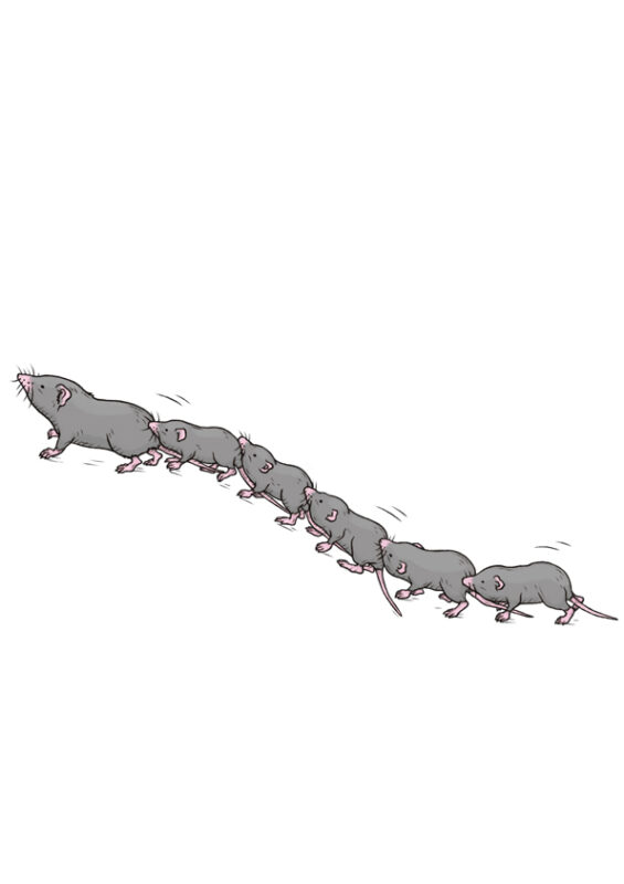 「サンシャイン水族館×高橋書店『ざんねんないきもの事典』シリーズ ざんねんないきもの展」いきものイラスト