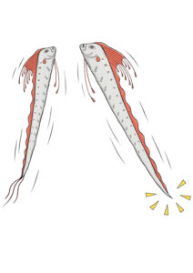 「サンシャイン水族館×高橋書店『ざんねんないきもの事典』シリーズ ざんねんないきもの展」いきものイラスト