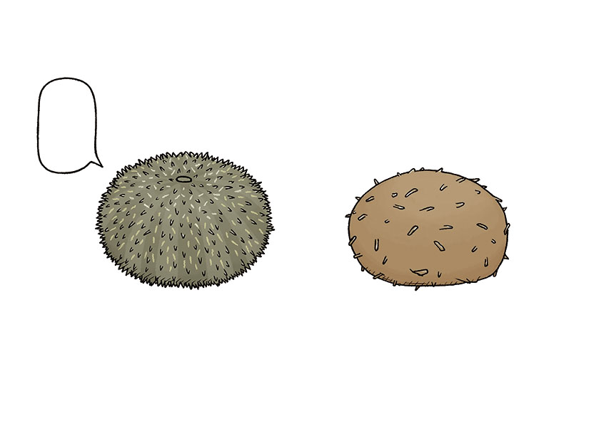 「サンシャイン水族館×高橋書店『ざんねんないきもの事典』シリーズ ざんねんないきもの展2」いきものイラスト抜粋