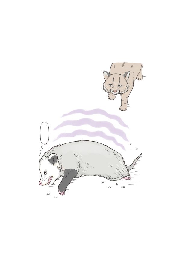 おもしろい！進化のふしぎ ざんねんないきもの事典 本文いきものイラスト ページ抜粋