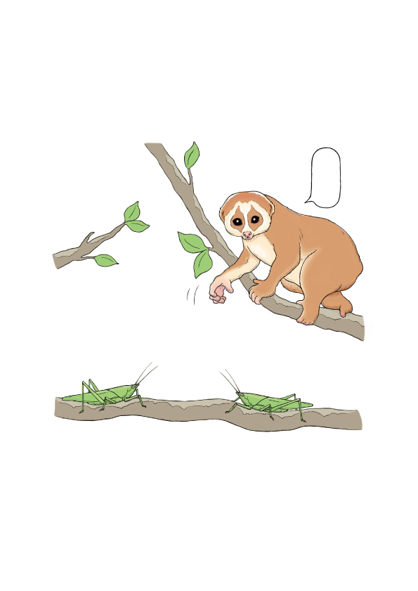 おもしろい！進化のふしぎ 続ざんねんないきもの事典 本文いきものイラスト