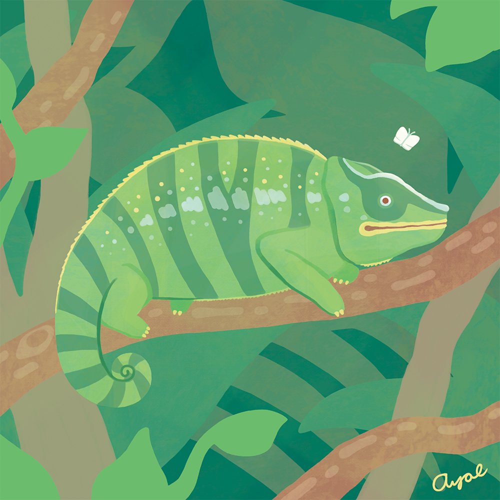 カメレオンがいるよ